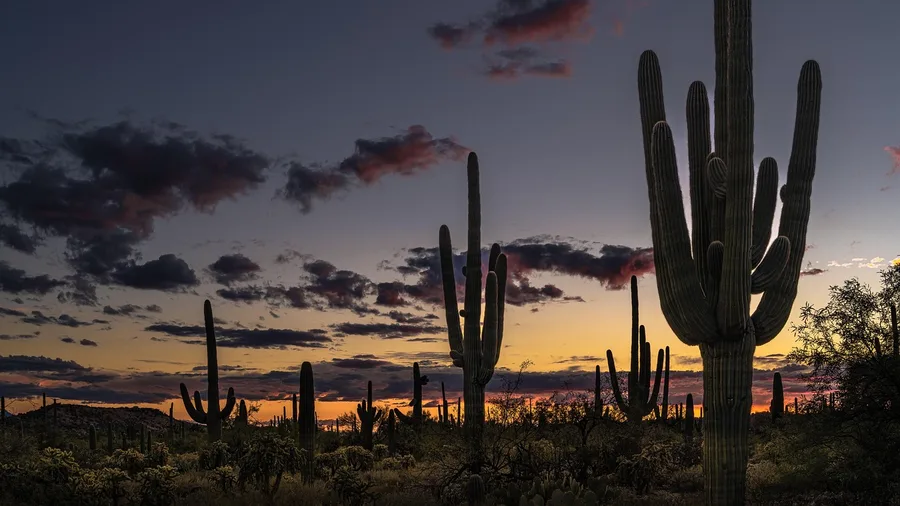 11 Desert Trails in Arizona That Are Perfect From November to March Cactus Forest Trail in Saguaro East