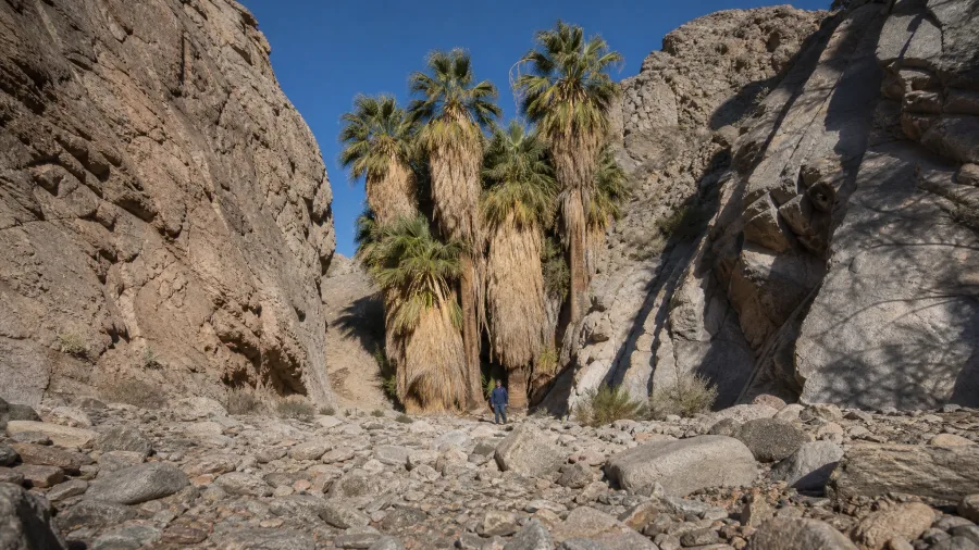 11 Desert Trails in Arizona That Are Perfect From November to March Palm Canyon in Kofa Refuge