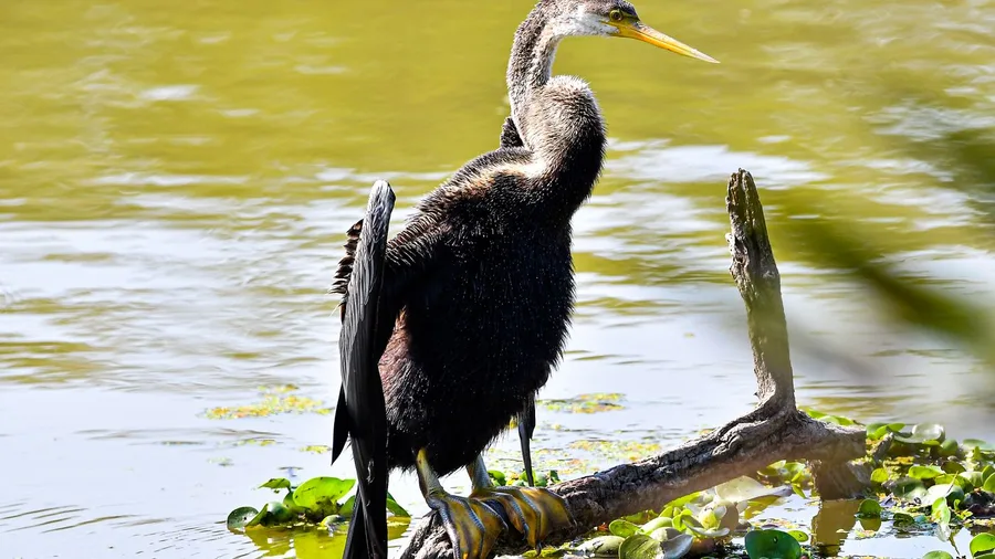 Anhinga Trail Everglades Boardwalk