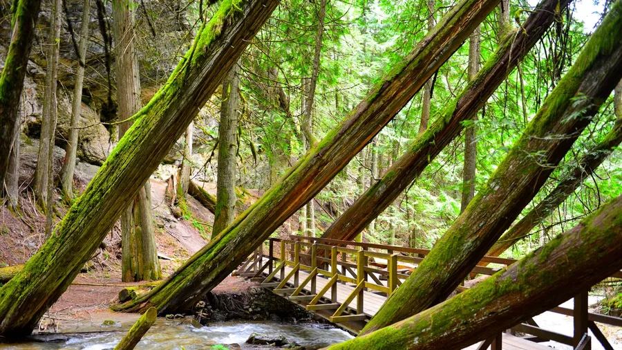 Trail of the Cedars Boardwalk