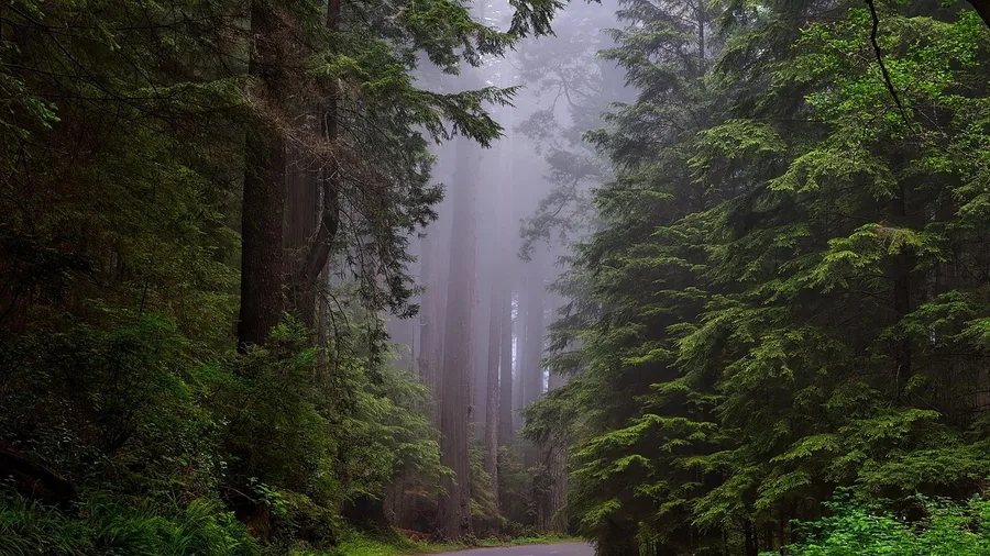 Mt. Tamalpais' Steep Ravine Trail