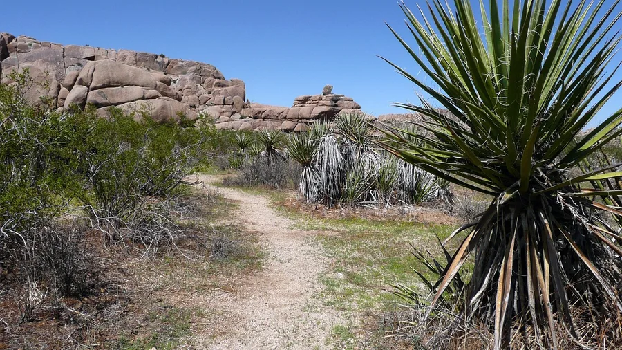 Coyote Wash Loop, Joshua Tree
