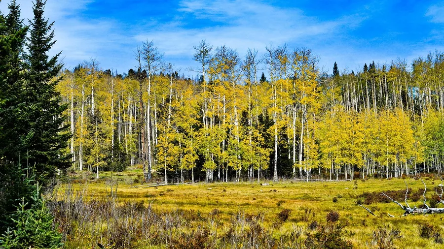 Aspen Alley Loop, Rocky Mountain National Park