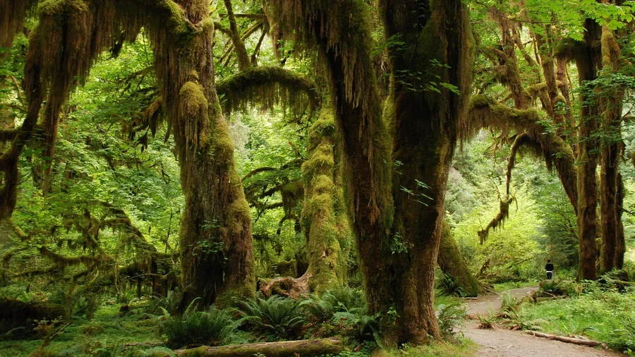 Fern Hollow, Olympic National Park