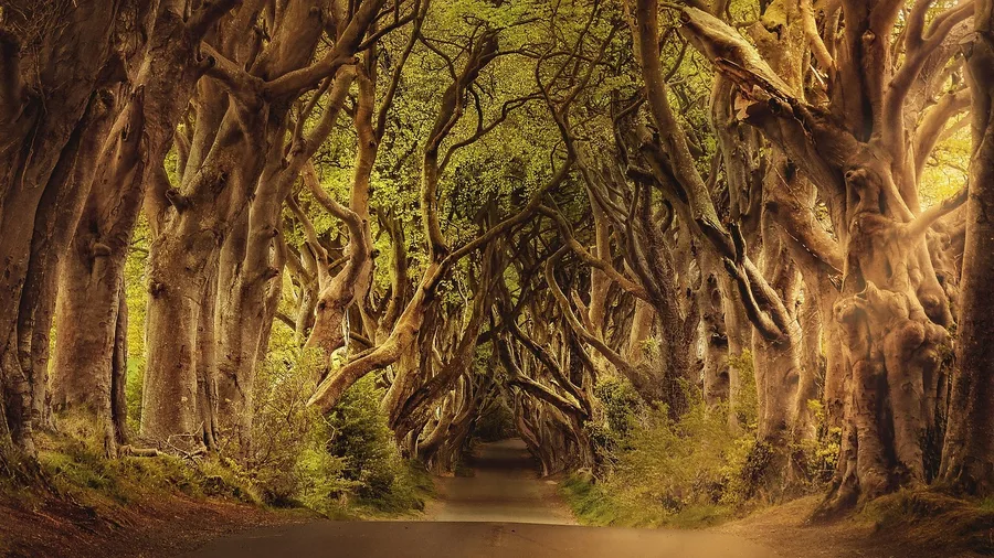 Harbor Springs, Michigan: Tunnel of Trees