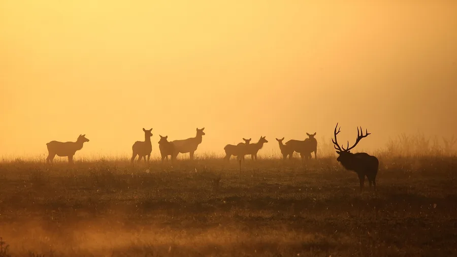 11 Mountain Towns That Are Even Prettier in Winter Than in Summer Take the Sleigh to the Elk in Jackson