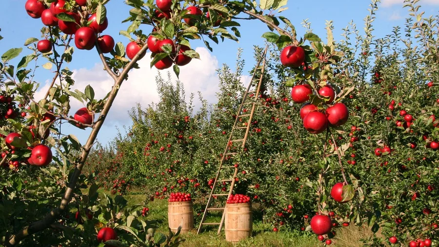 Nebraska City, Nebraska: Orchards and Arbor Day Roots