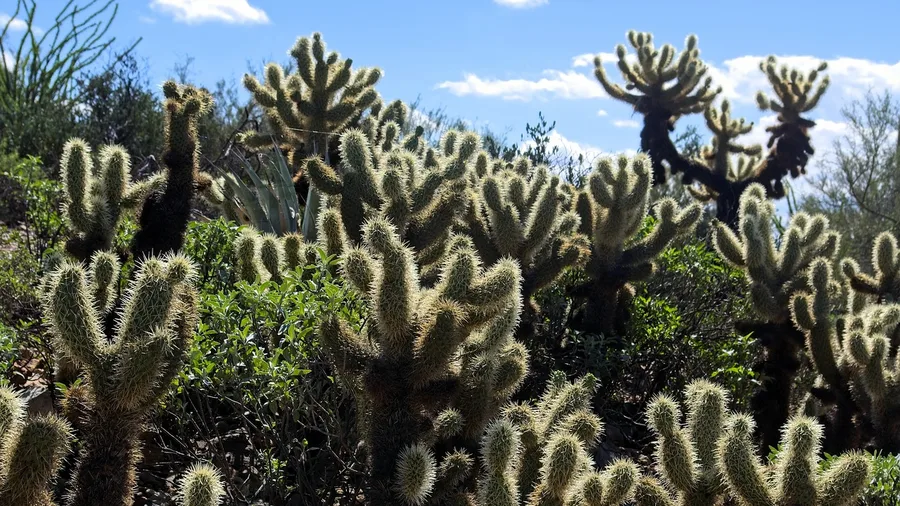 Tucson for Desert Sun and Gem Show Color