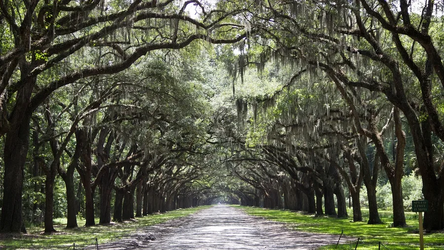 Savannah for Mild Squares and MLK Weekend