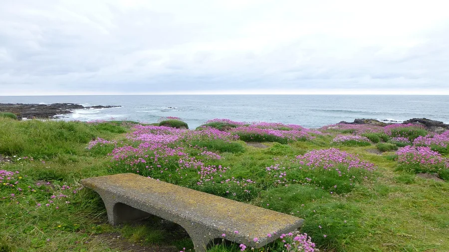 Yachats, Oregon: The 804 Trail