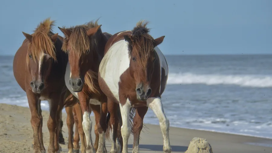 Chincoteague, Virginia: Assateague Beach