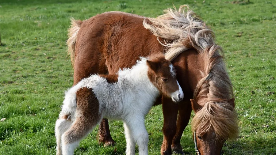 Grayson Highlands' Pony Balds