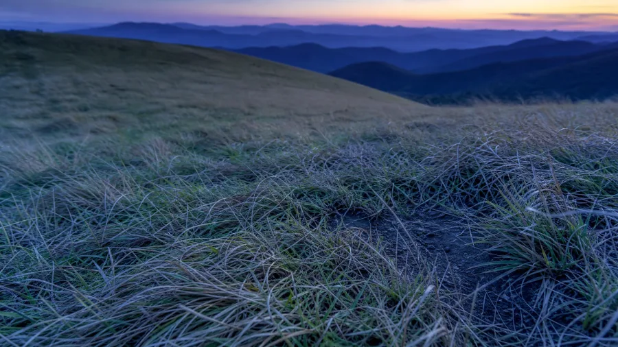 Siler Bald's Southern Grass Bald