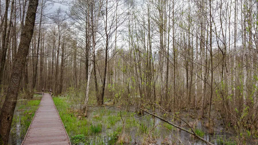 Congaree Boardwalk Loop, South Carolina