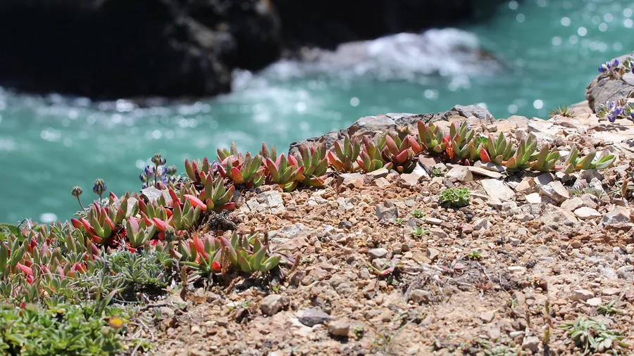 Mendocino, California: Headlands At The End