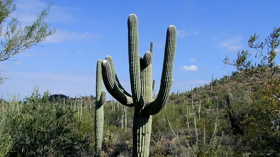Tucson, Arizona Desert